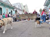 Mystic-Krewe-of-Barkus-HC-2011-0065