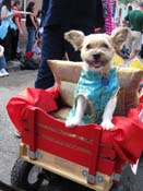 Mystic-Krewe-of-Barkus-HC-2011-0088