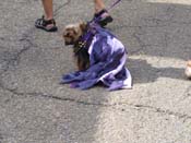 Mystic-Krewe-of-Barkus-HC-2011-0089