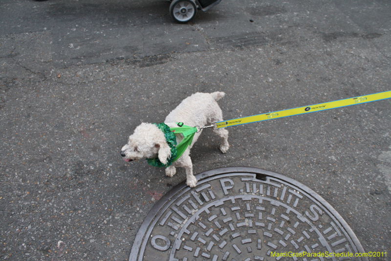 Mystic-Krewe-of-Barkus-JR-2011-0006