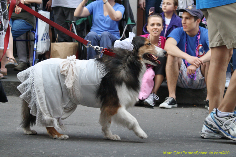 Mystic-Krewe-of-Barkus-JR-2011-0062