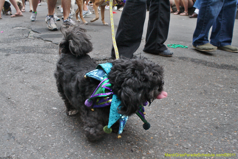 Mystic-Krewe-of-Barkus-JR-2011-0075