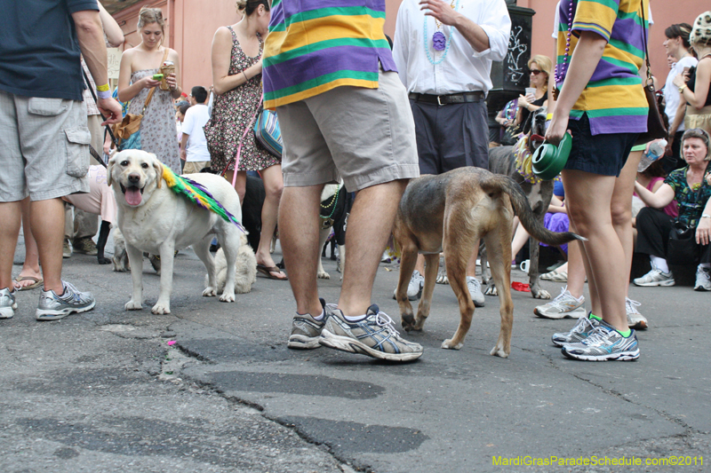 Mystic-Krewe-of-Barkus-JR-2011-0076