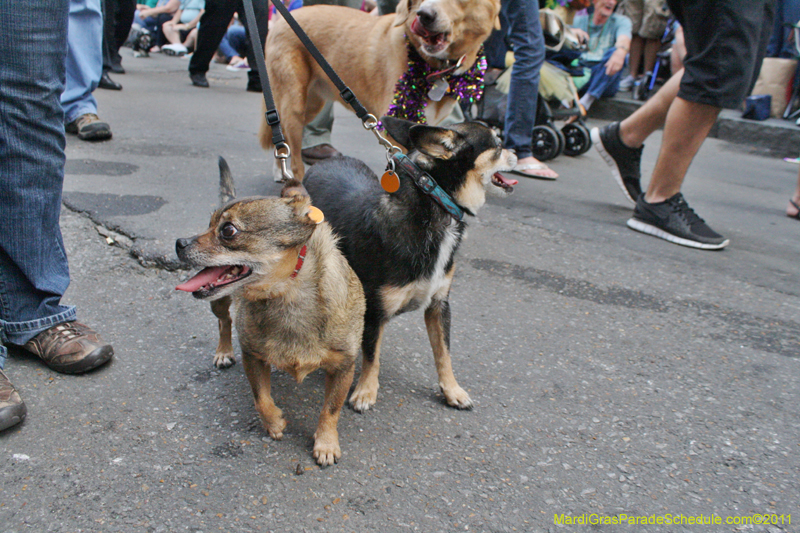 Mystic-Krewe-of-Barkus-JR-2011-0086