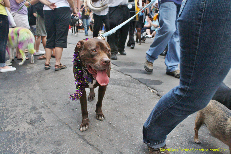 Mystic-Krewe-of-Barkus-JR-2011-0087