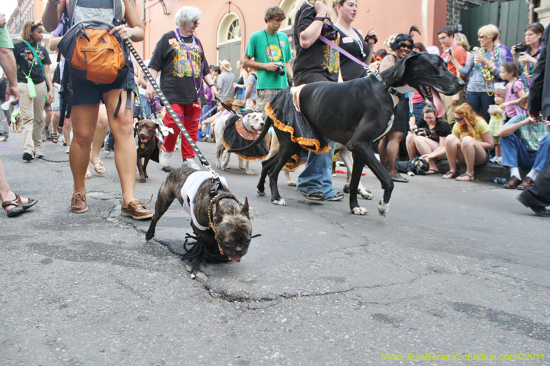 Mystic-Krewe-of-Barkus-JR-2011-0089