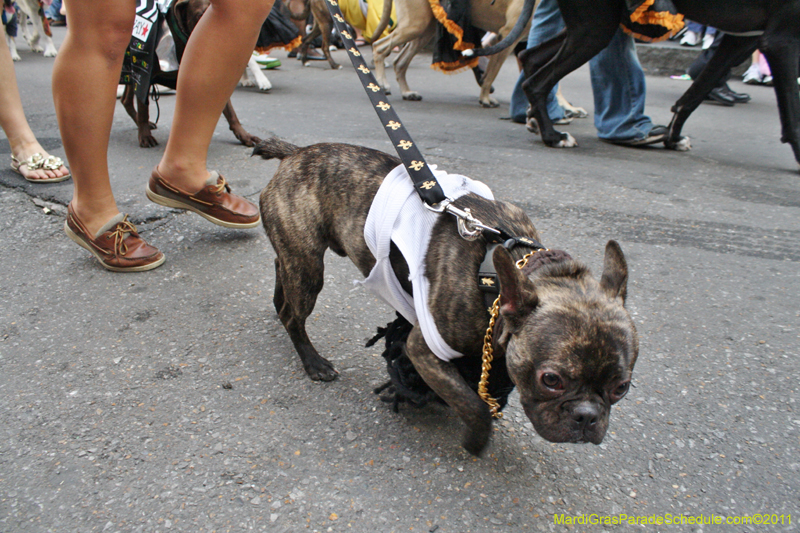 Mystic-Krewe-of-Barkus-JR-2011-0091