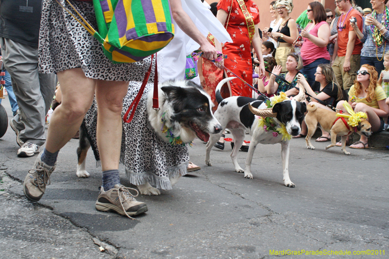 Mystic-Krewe-of-Barkus-JR-2011-0095