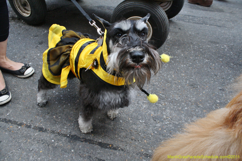 Mystic-Krewe-of-Barkus-JR-2011-0098