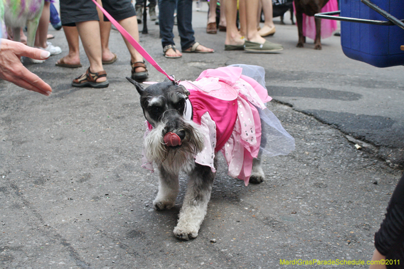 Mystic-Krewe-of-Barkus-JR-2011-0099