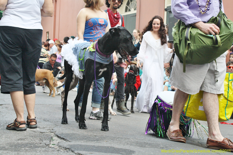 Mystic-Krewe-of-Barkus-JR-2011-0101