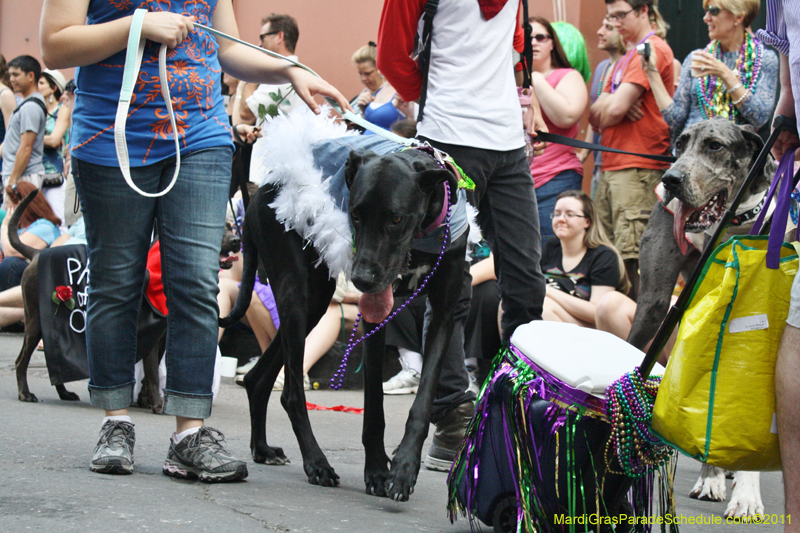 Mystic-Krewe-of-Barkus-JR-2011-0102