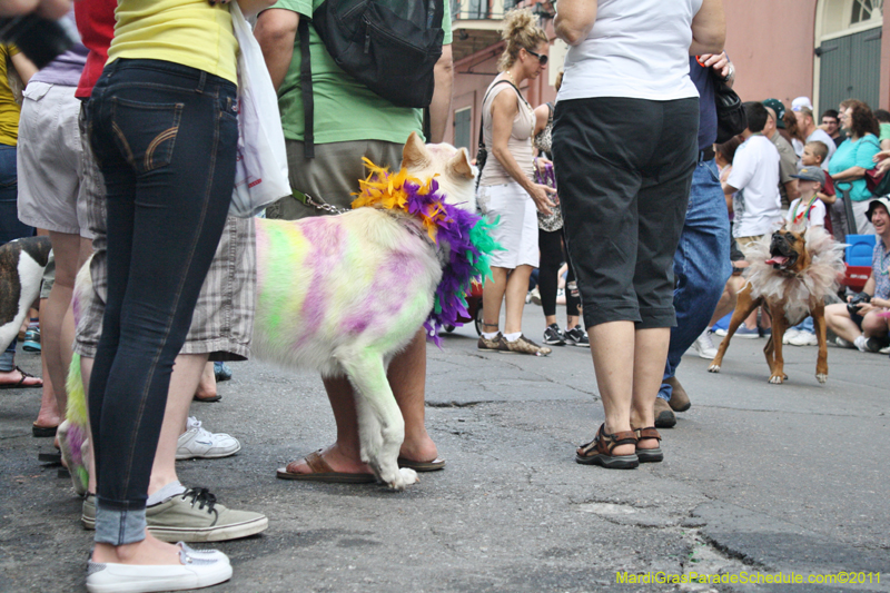 Mystic-Krewe-of-Barkus-JR-2011-0103