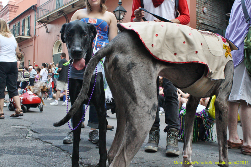 Mystic-Krewe-of-Barkus-JR-2011-0104