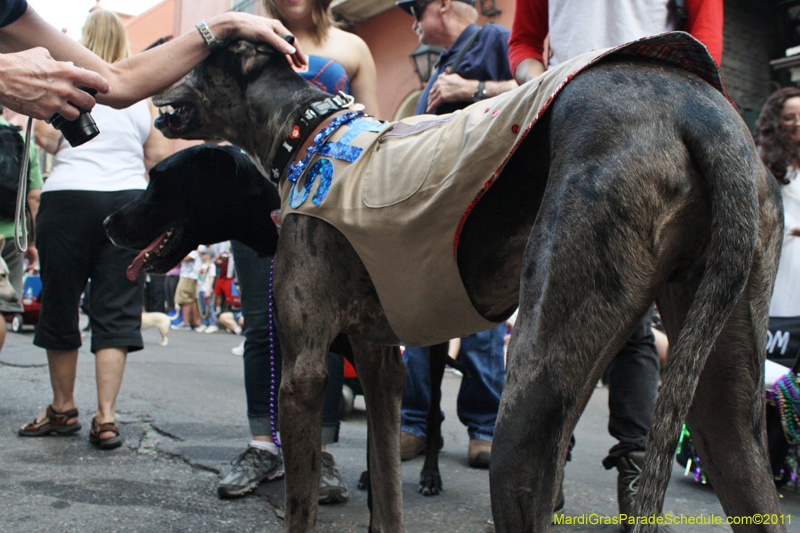 Mystic-Krewe-of-Barkus-JR-2011-0105