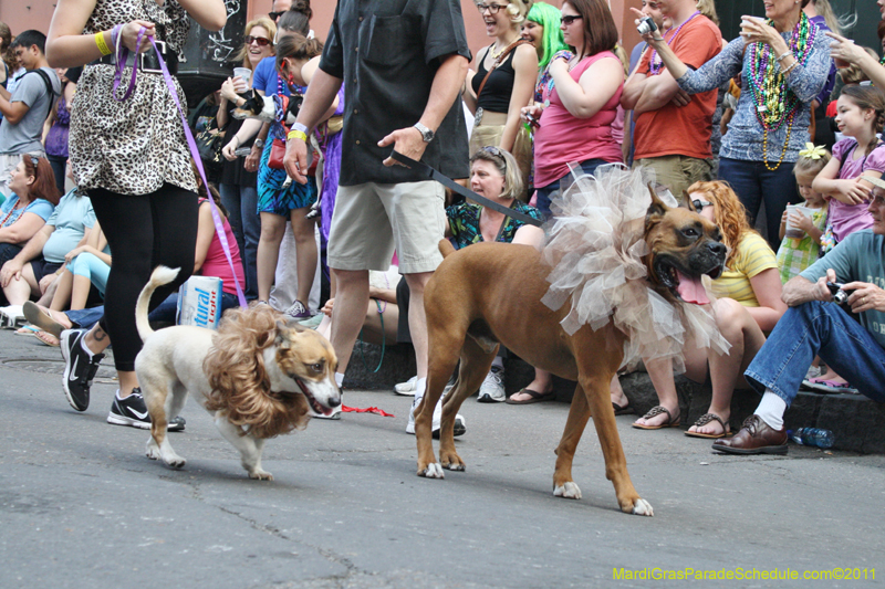 Mystic-Krewe-of-Barkus-JR-2011-0107
