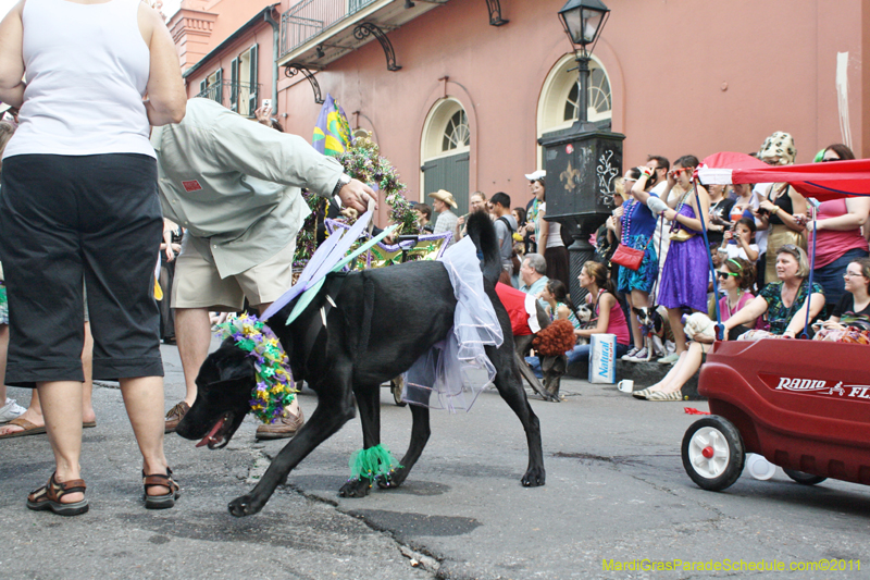 Mystic-Krewe-of-Barkus-JR-2011-0108