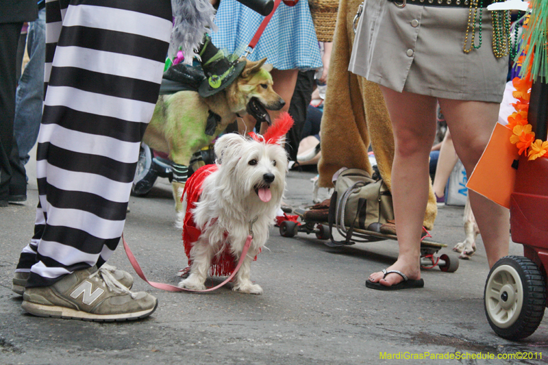 Mystic-Krewe-of-Barkus-JR-2011-0121