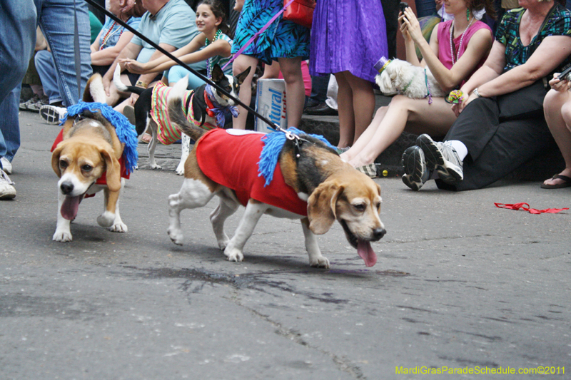 Mystic-Krewe-of-Barkus-JR-2011-0132