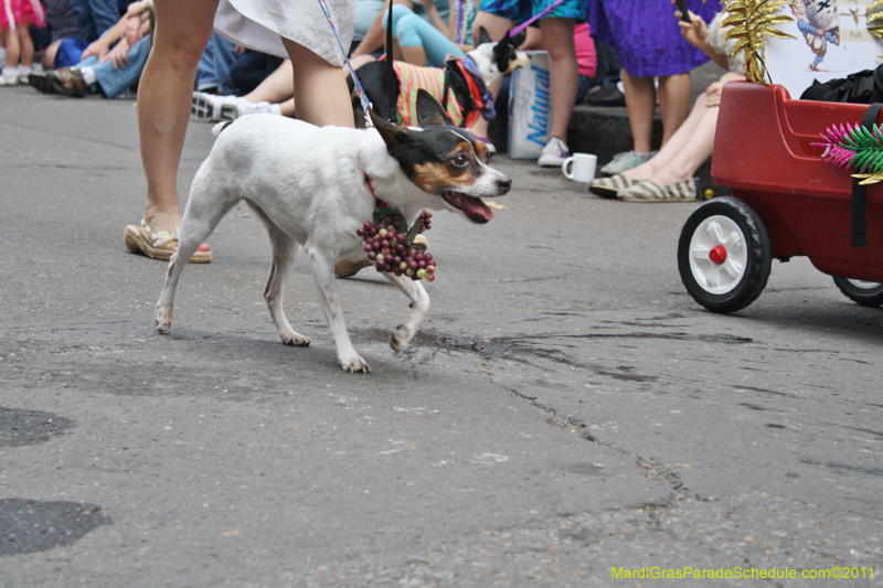 Mystic-Krewe-of-Barkus-JR-2011-0134