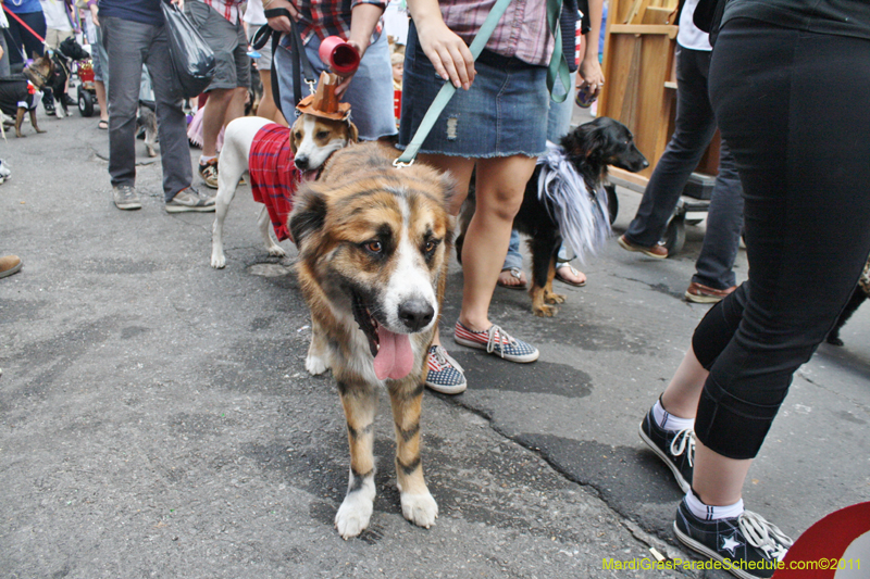 Mystic-Krewe-of-Barkus-JR-2011-0419