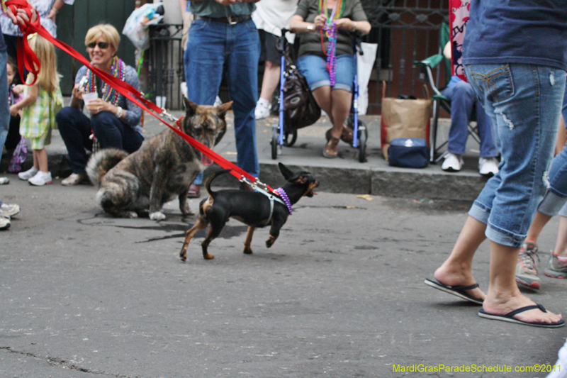 Mystic-Krewe-of-Barkus-JR-2011-0435