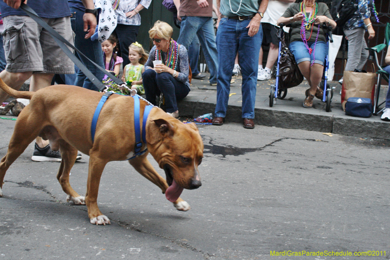 Mystic-Krewe-of-Barkus-JR-2011-0438