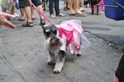 Mystic-Krewe-of-Barkus-JR-2011-0099