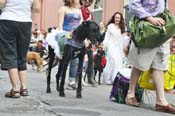 Mystic-Krewe-of-Barkus-JR-2011-0101