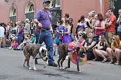 Mystic-Krewe-of-Barkus-JR-2011-0129