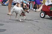 Mystic-Krewe-of-Barkus-JR-2011-0134