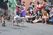 Mystic-Krewe-of-Barkus-JR-2011-0144