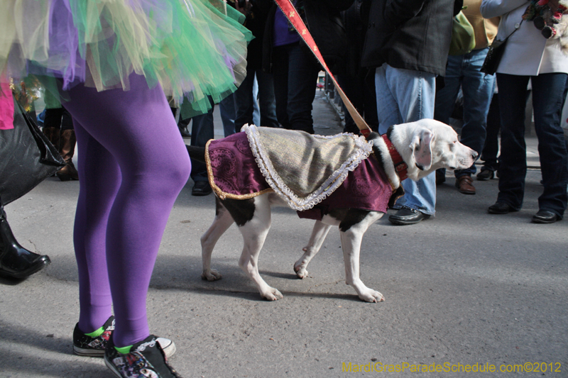 Mystic-Krewe-of-Barkus-2012-0045