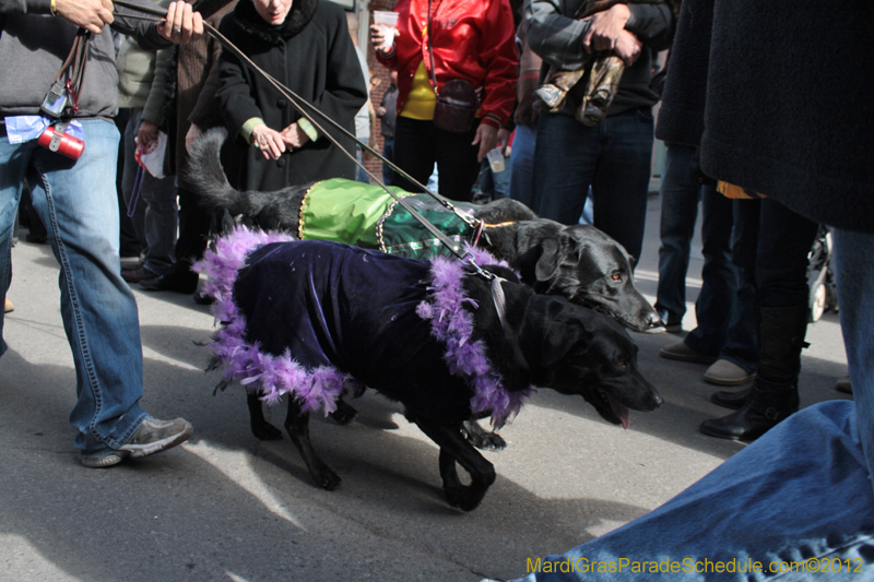 Mystic-Krewe-of-Barkus-2012-0054
