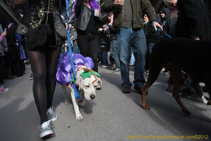 Mystic-Krewe-of-Barkus-2012-0061