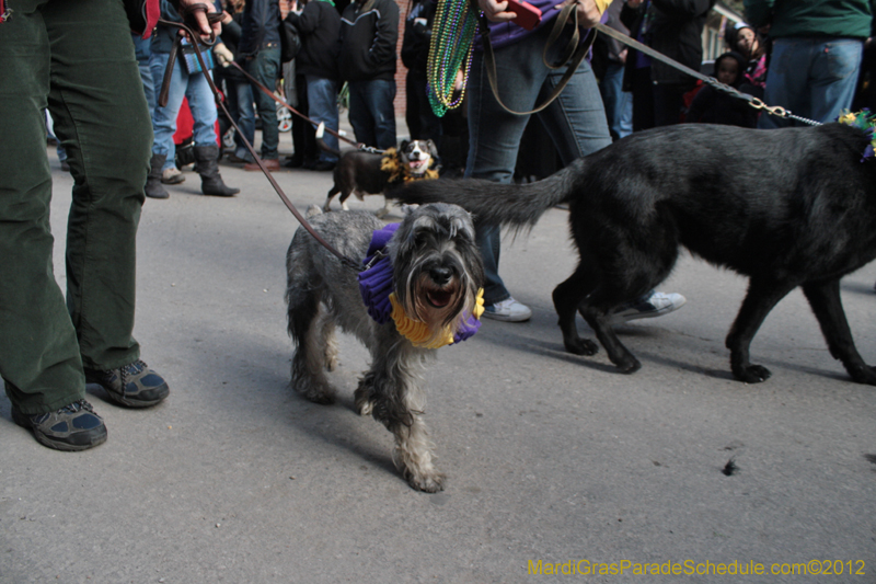 Mystic-Krewe-of-Barkus-2012-0073