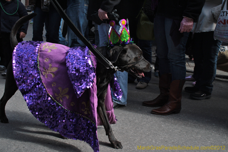 Mystic-Krewe-of-Barkus-2012-0098