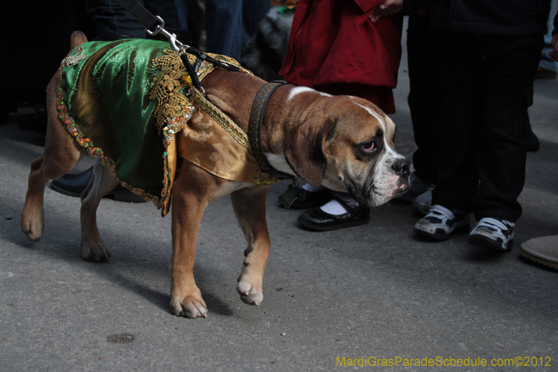 Mystic-Krewe-of-Barkus-2012-0101