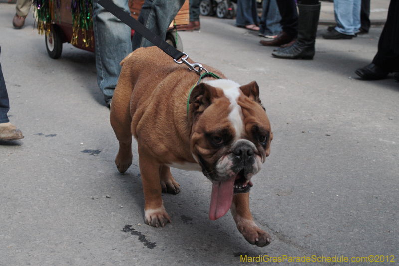 Mystic-Krewe-of-Barkus-2012-0102