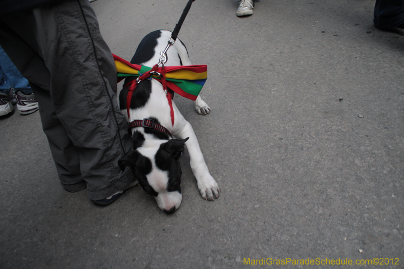 Mystic-Krewe-of-Barkus-2012-0154