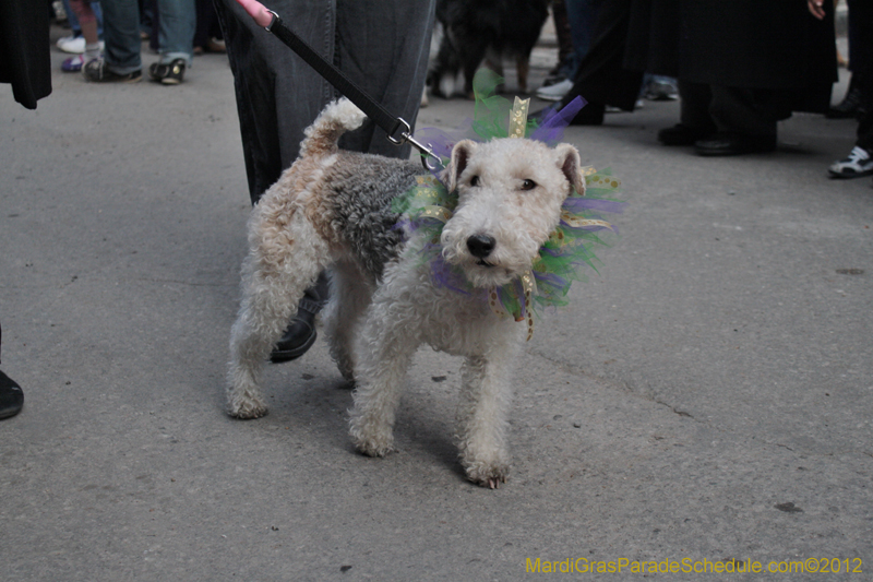 Mystic-Krewe-of-Barkus-2012-0157