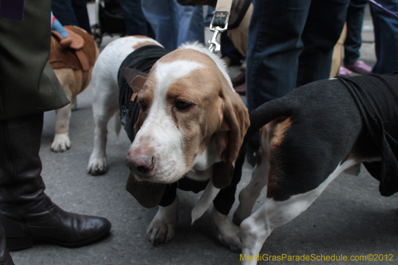 Mystic-Krewe-of-Barkus-2012-0174