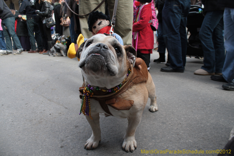 Mystic-Krewe-of-Barkus-2012-0175