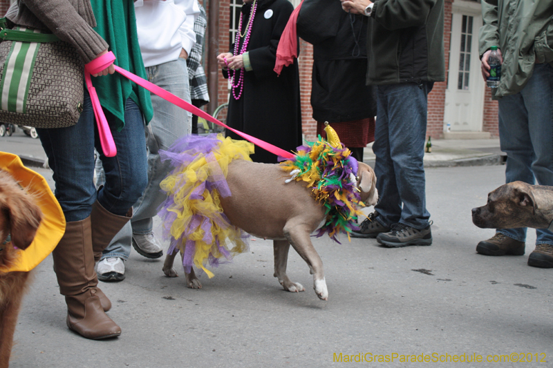 Mystic-Krewe-of-Barkus-2012-0416