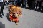 Mystic-Krewe-of-Barkus-2012-0039