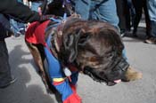 Mystic-Krewe-of-Barkus-2012-0057