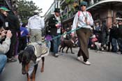 Mystic-Krewe-of-Barkus-2012-0077