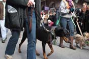 Mystic-Krewe-of-Barkus-2012-0081