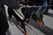 Mystic-Krewe-of-Barkus-2012-0086