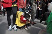 Mystic-Krewe-of-Barkus-2012-0092